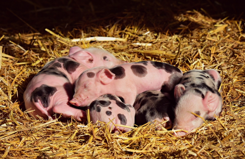 piglets