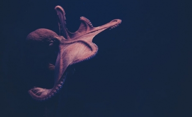 octopus