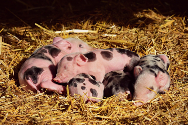 piglets